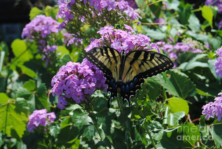 Butterfly Photograph - Beauty About To Take Flight by Art Hill Studios