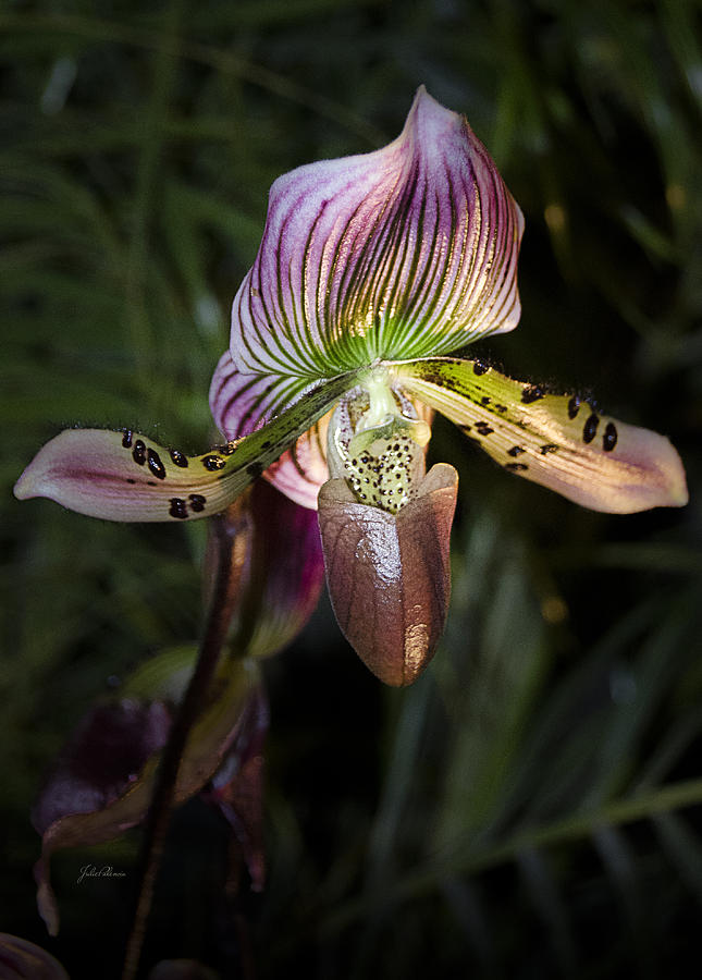 Orchid Photograph - Beauty and Elegance by Julie Palencia