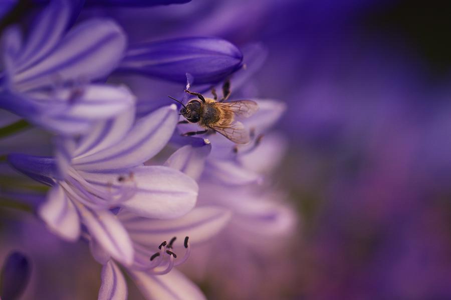 Flower Photograph - Beauty and the Bee by Jade Moon