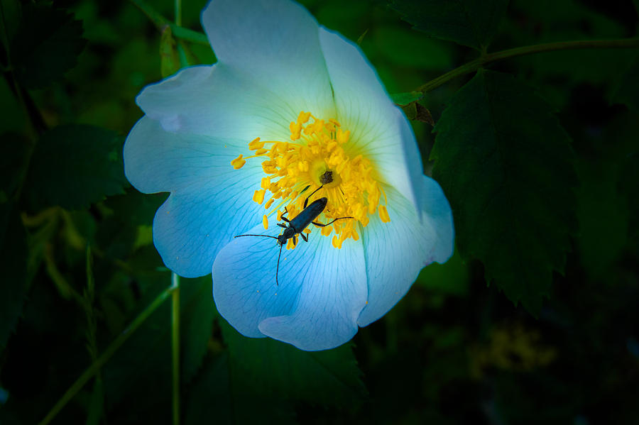 Beauty and the Beetle Photograph by  Elaine Goss