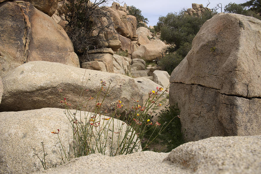 Beauty and the Boulders Photograph by Lucinda Walter