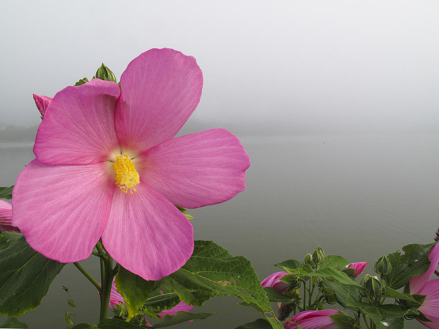 Beauty and the fog Photograph by Steve Gravano