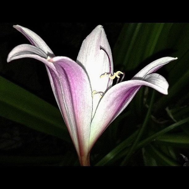 Ace Photograph - Beauty And The Midnight Light!  Lily by Rita Frederick