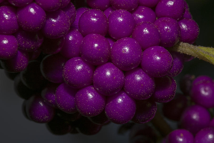 Beauty Berries Photograph by Gregory Scott