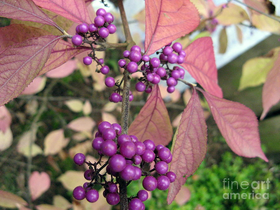 Beauty Berry Photograph by Mars Besso
