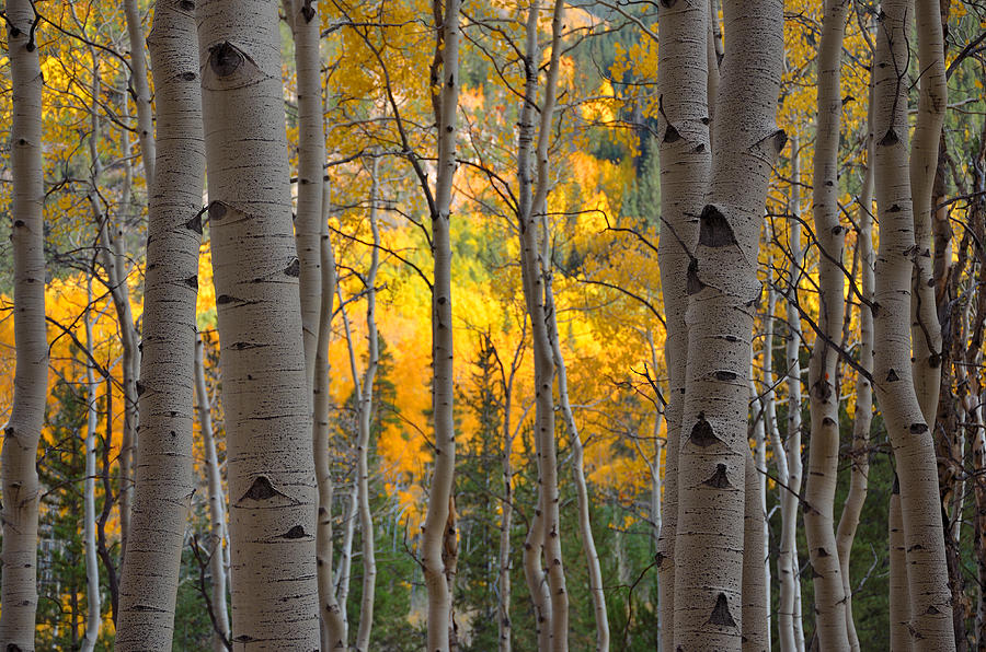 Beauty Between The Lines Photograph By Kirk Siegler - Fine Art America