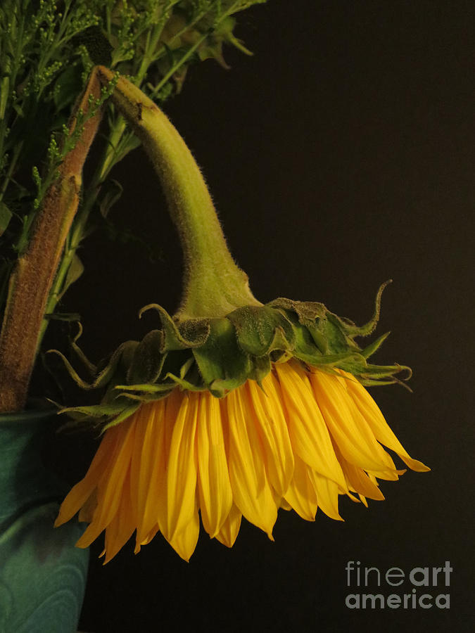 Sunflower Photograph - Beauty Bows by Ann Horn