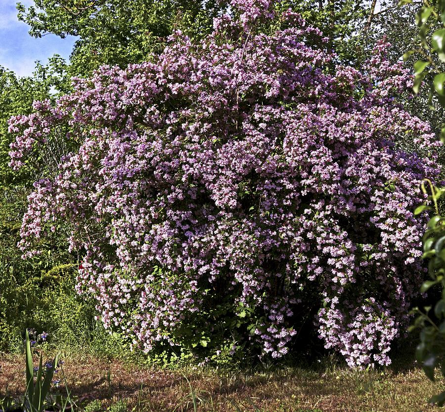Image of Beauty bush (Kolkwitzia amabilis) photo