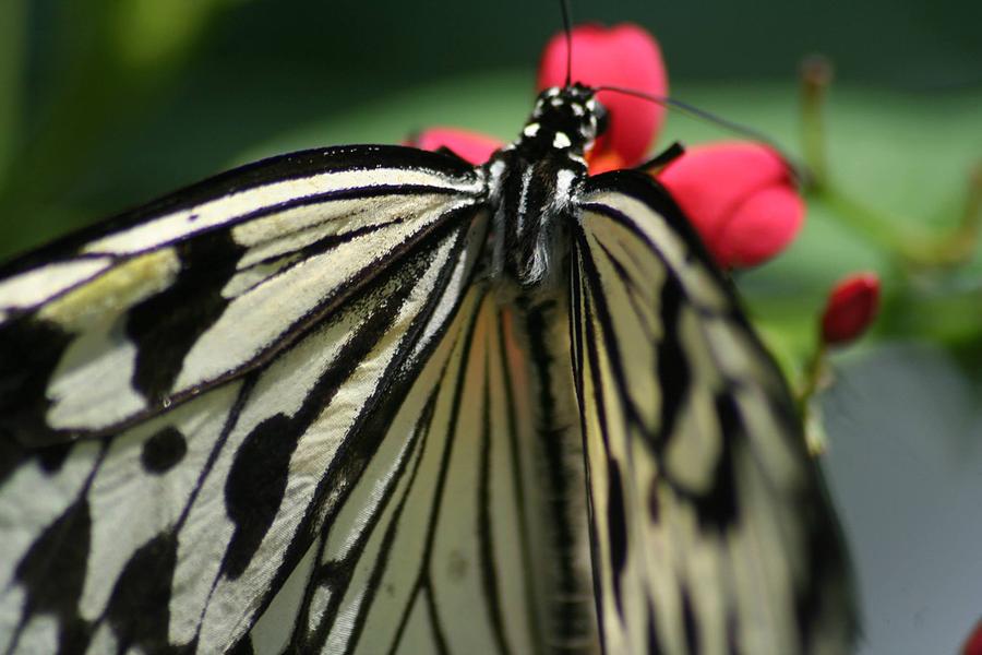 Butterfly Photograph - Beauty Butterfly by Tony Gustina