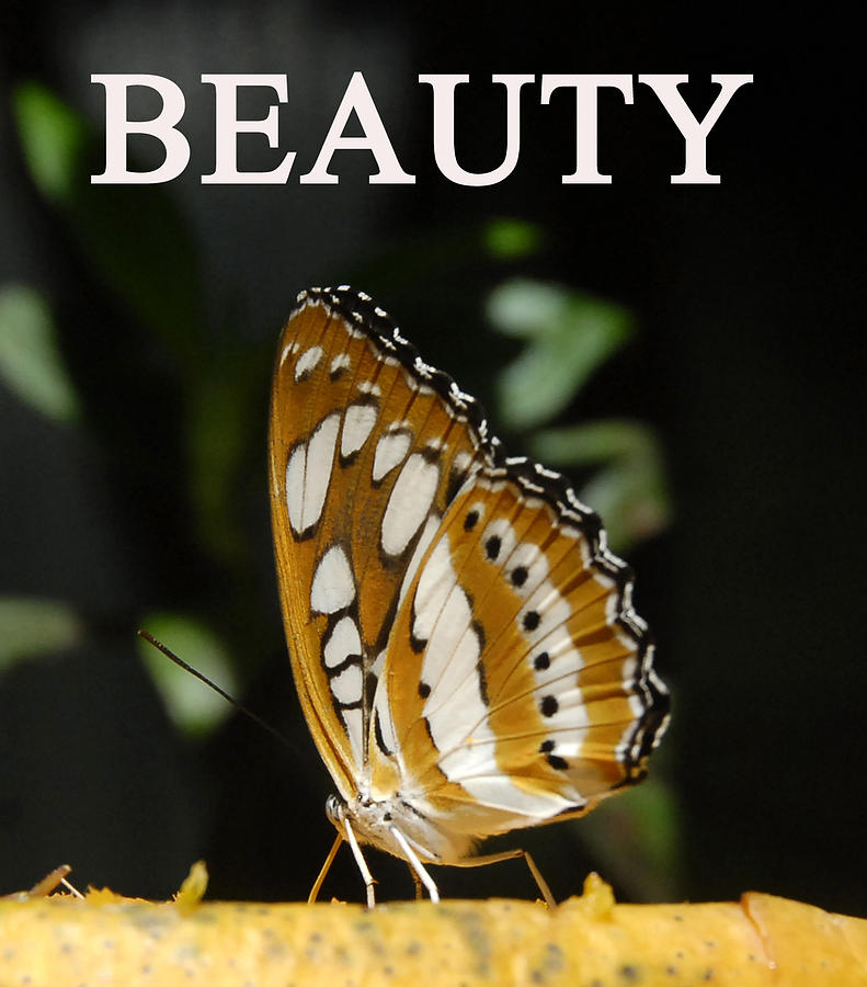 Beauty butterfly work two Photograph by David Lee Thompson