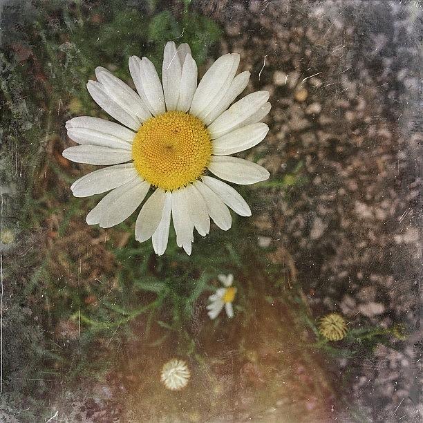 Daisy Photograph - Beauty Can Be Found, But Is Often by Amber Flowers
