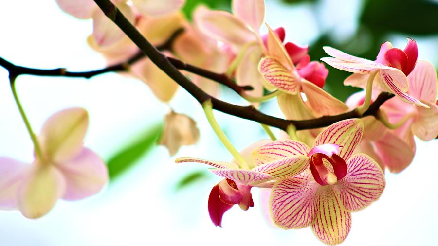 Orchid Photograph - Beauty by Carol Montoya