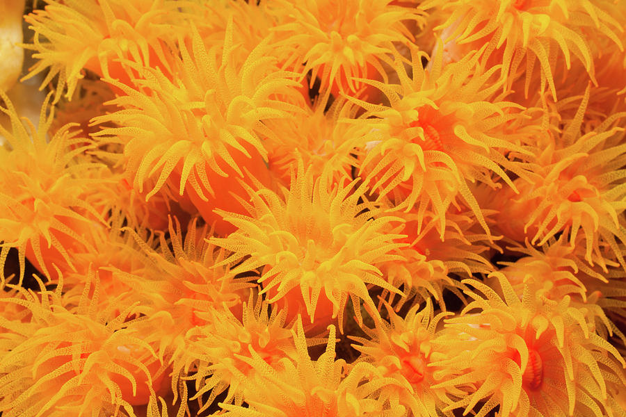 Beauty Contest Of Sun Corals Tubastraea Photograph by Ifish