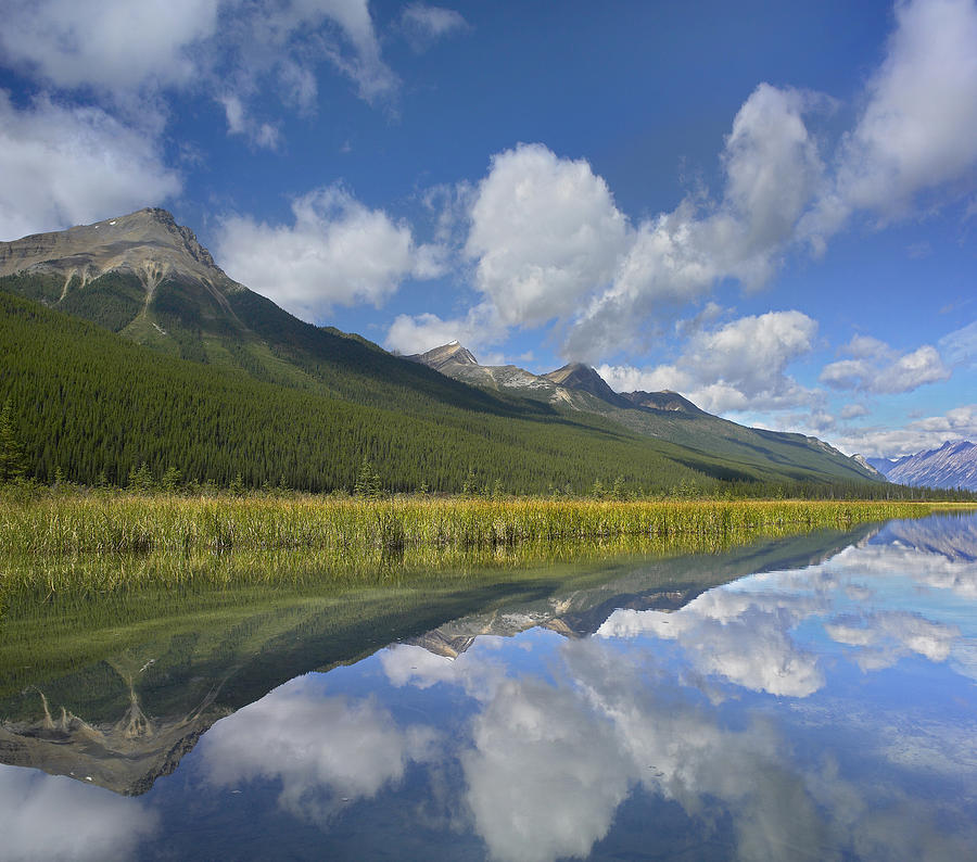 Beauty Creek Jasper Np Alberta Canada Photograph by Tim Fitzharris