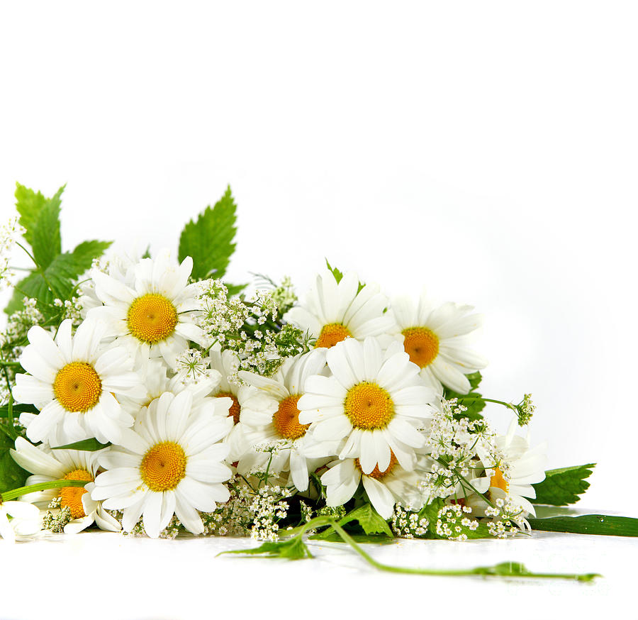 Beauty Daisy Flowers Photograph by Boon Mee - Fine Art America