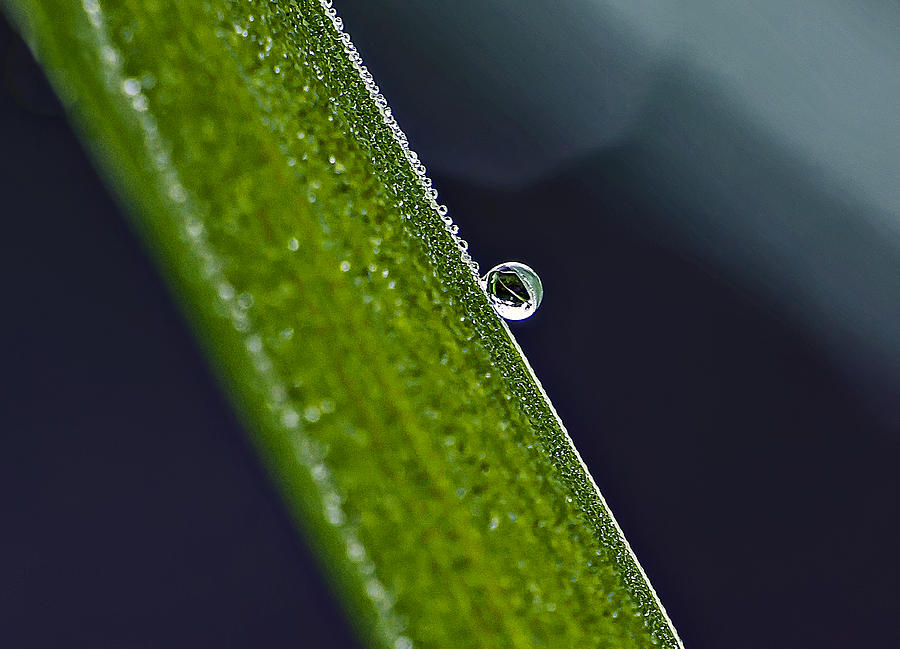 Beauty In A Dew Drop Photograph by Michael Whitaker