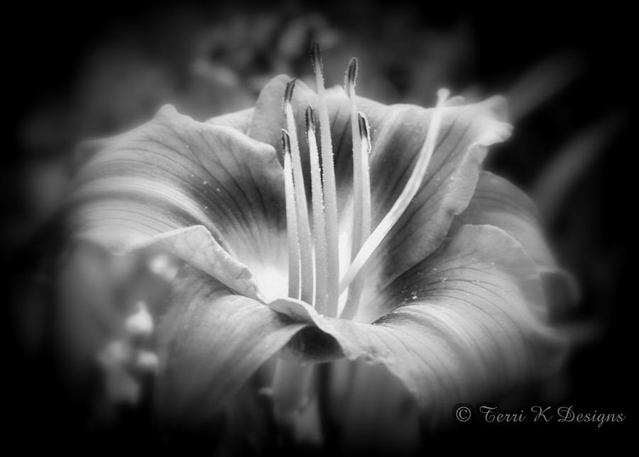 Nature Photograph - Beauty in Black and white by Terri K Designs