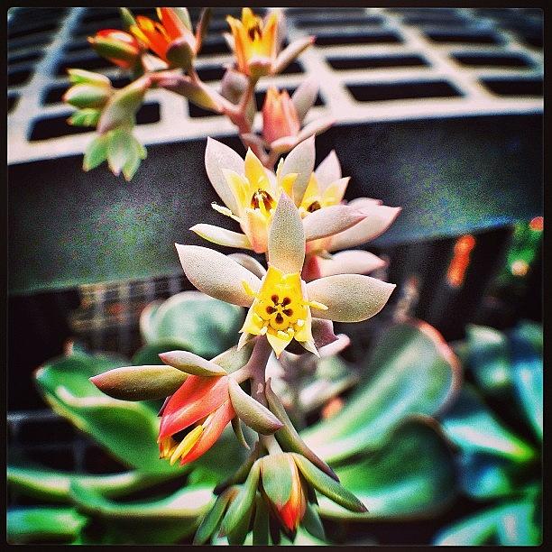 Summer Photograph - Beauty In Bloom. #flowers #instagood by Jenn Waite