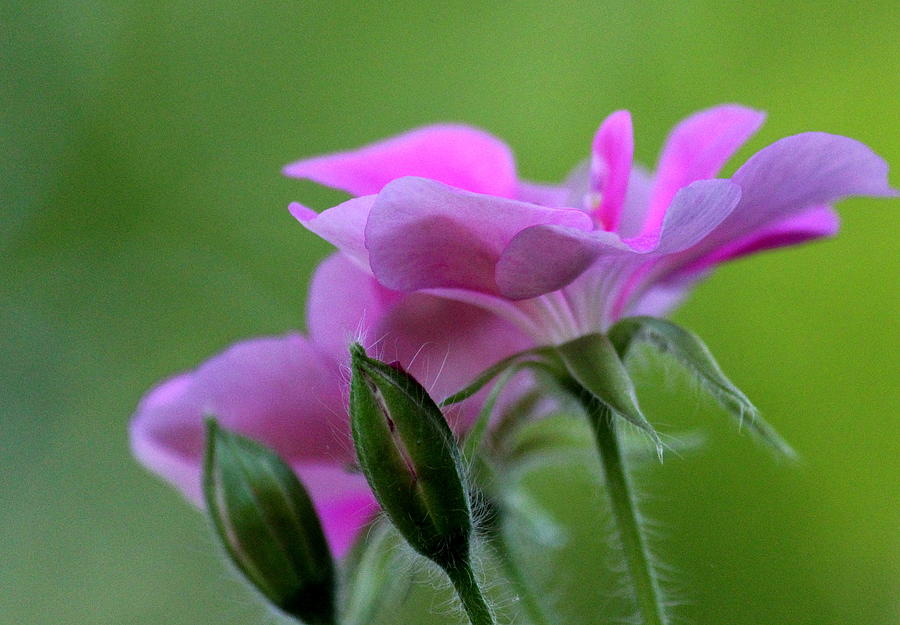 Flower Photograph - Beauty in Blooming Geraniums by Rosanne Jordan