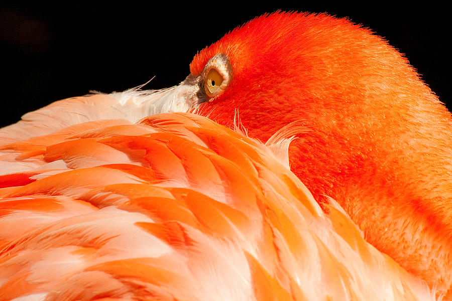 Beauty in Feathers Photograph by Kristia Adams
