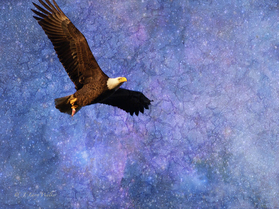 Beauty In Flight - Bald Eagle Digital Art by J Larry Walker