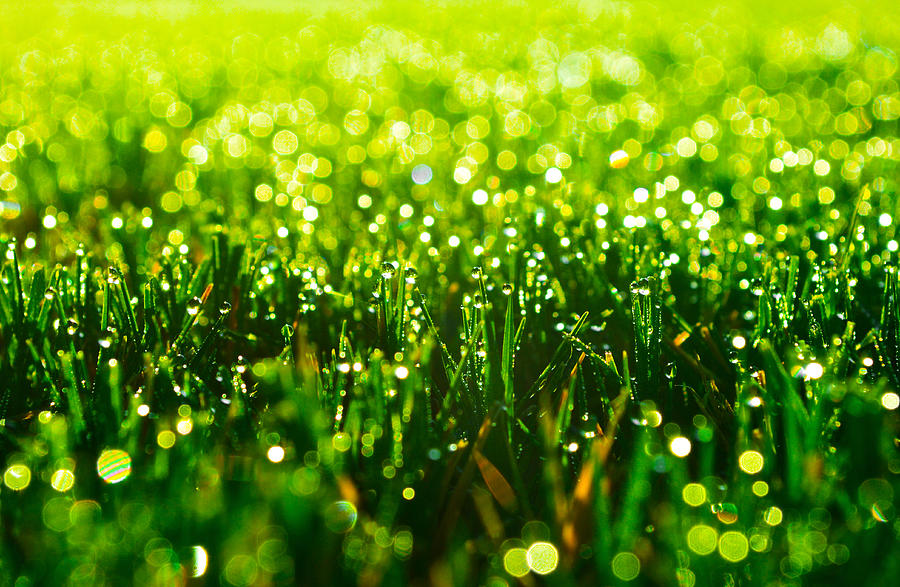 Beauty in Green Photograph by Parker Cunningham