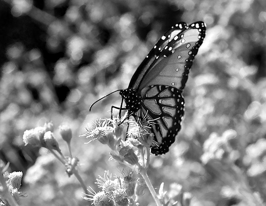 Butterfly Beauty in Nature Photograph by Kristina Deane