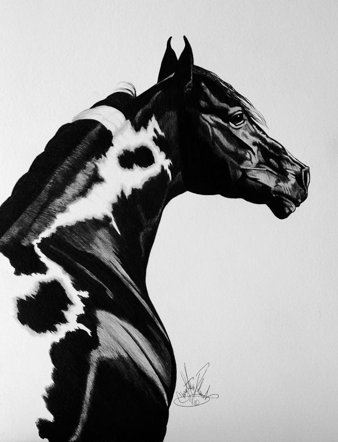 black and white paint horses