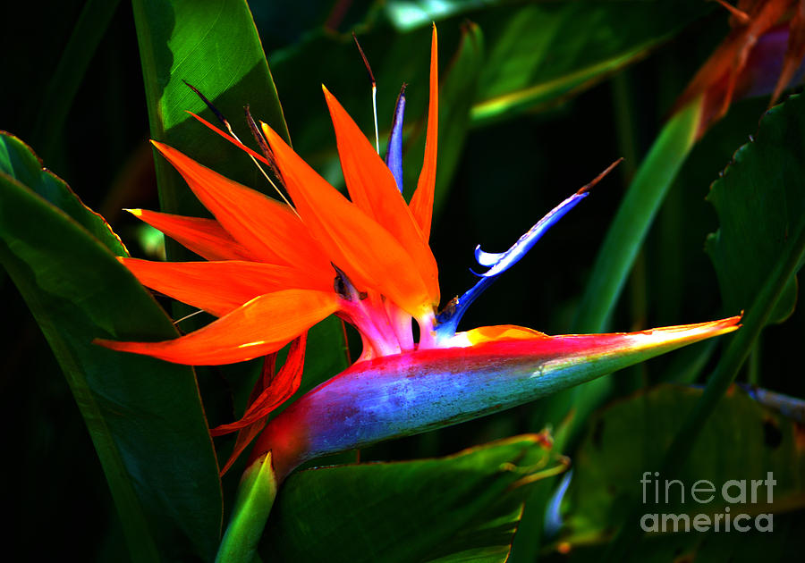 Beauty in Paradise - Bird of Paradise Photograph by Susanne Van Hulst