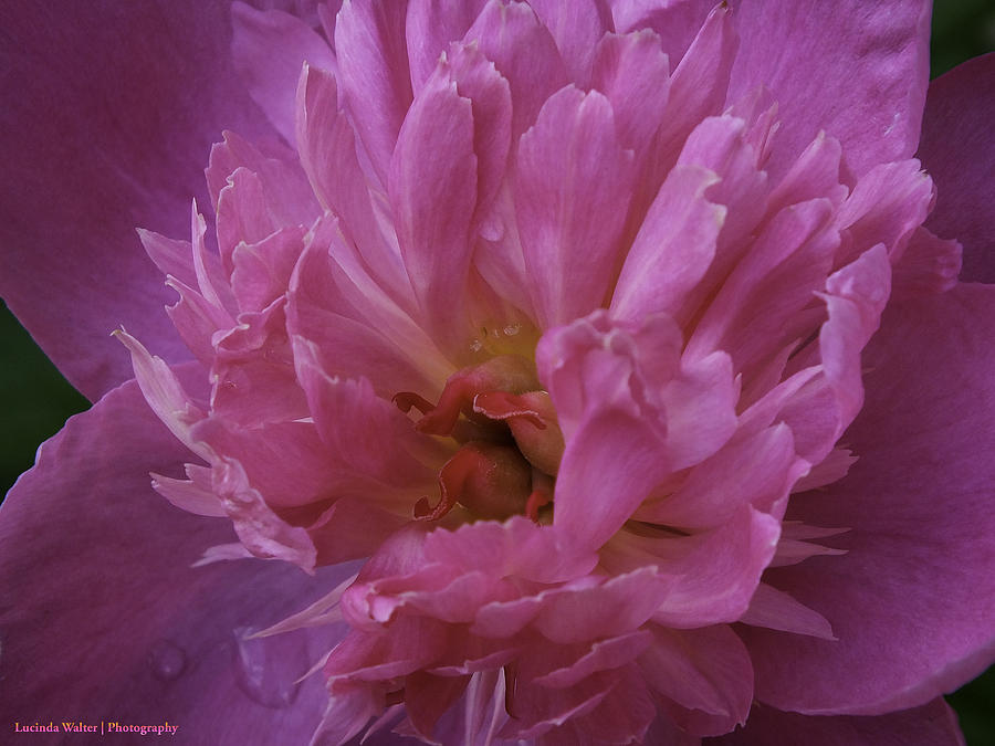 Beauty in Pink Photograph by Lucinda Walter