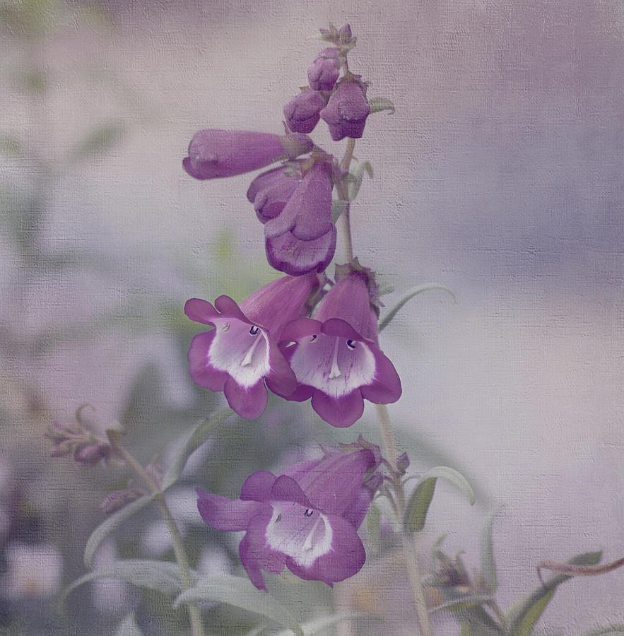 Beauty in Purple Photograph by Kim Hojnacki