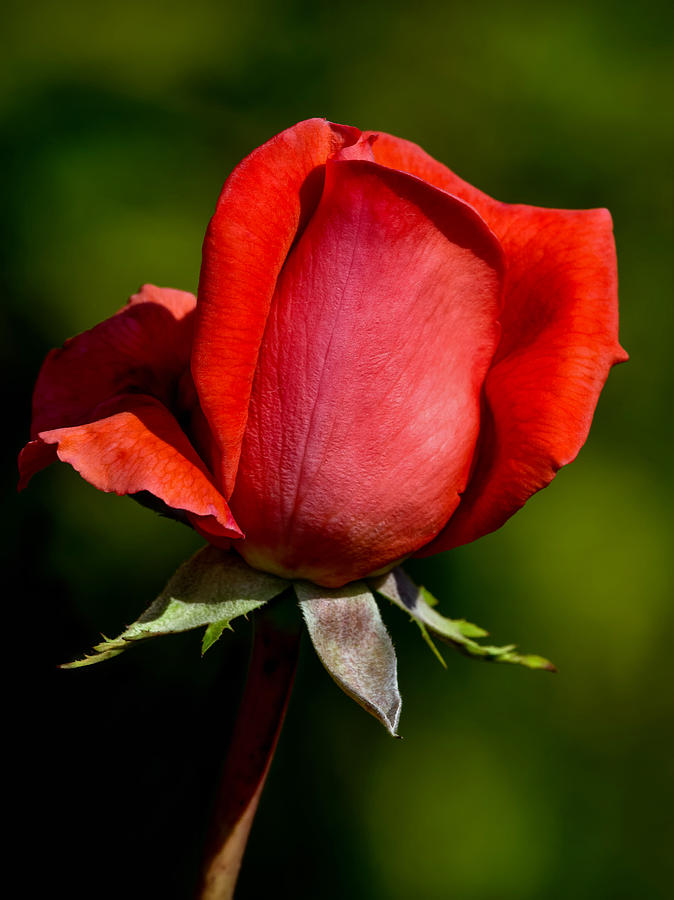 Rose Photograph - Beauty in Red by Tomasz Dziubinski