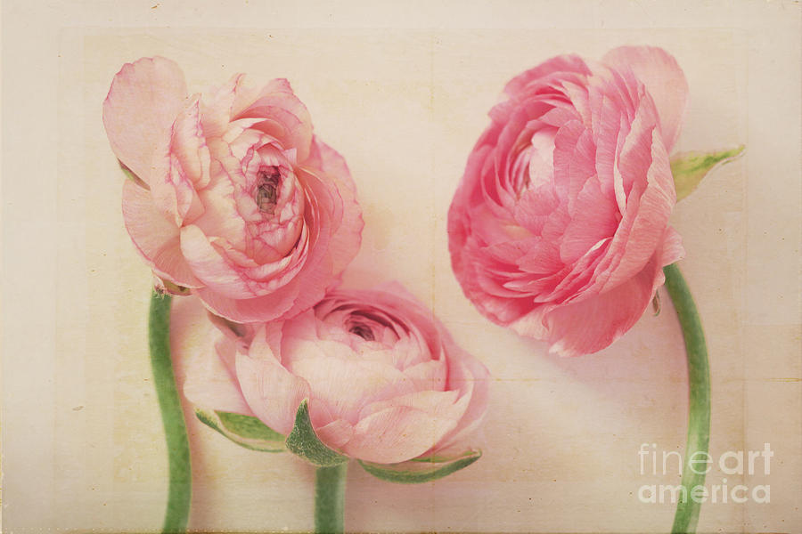 Flower Photograph - Beauty in Simplicity by Kim Fearheiley
