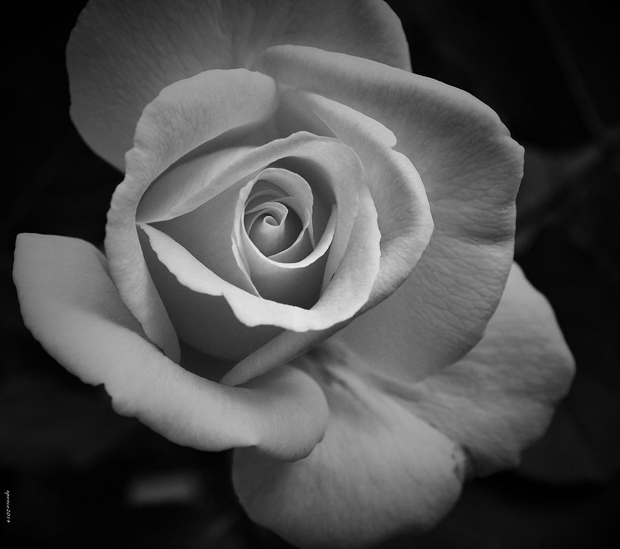 Beauty in the Dark Photograph by Bobbi Spence - Fine Art America