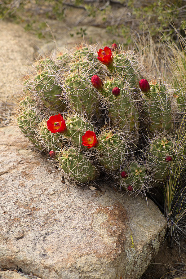 Beauty in the Desert Photograph by Lucinda Walter
