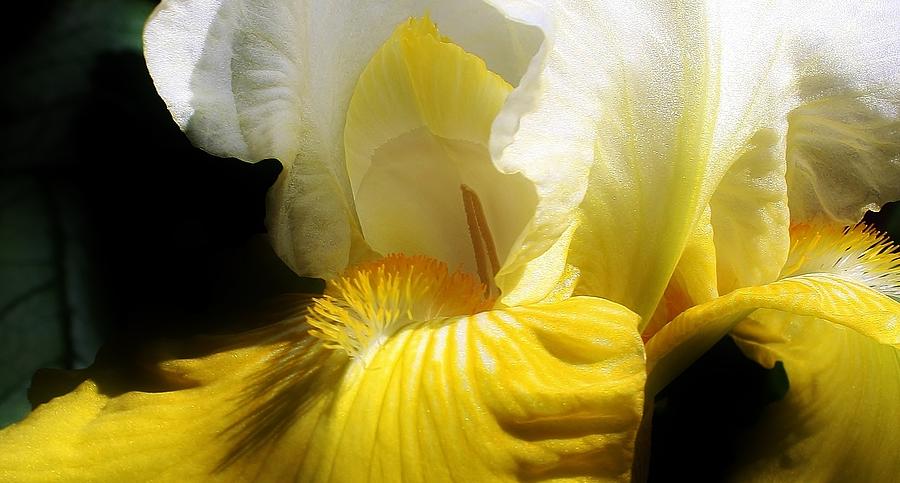 Iris Photograph - Beauty in the Garden by Bruce Bley