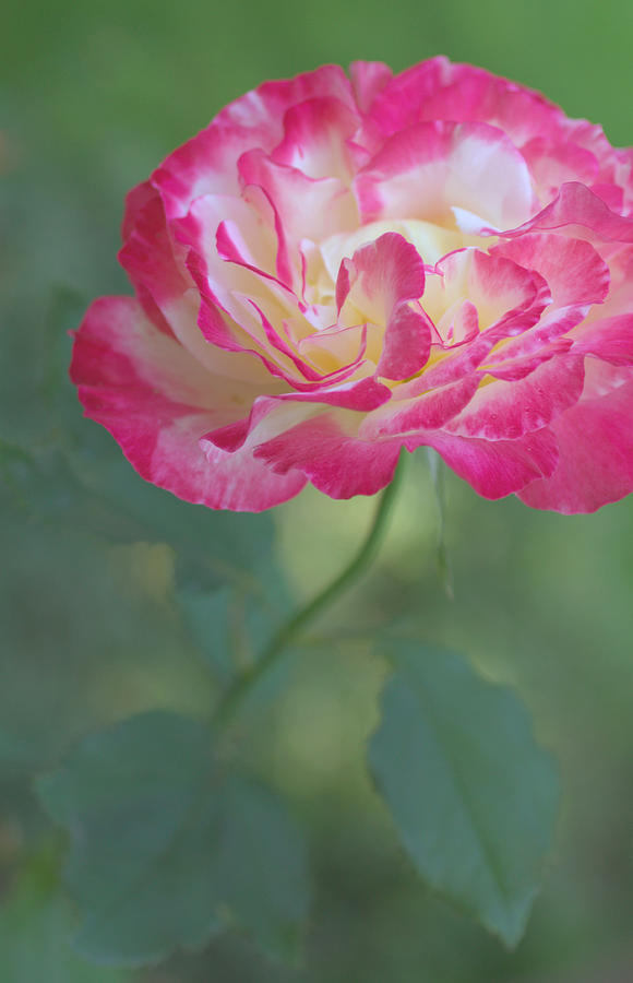 Rose Photograph - Beauty in the Garden by The Art Of Marilyn Ridoutt-Greene