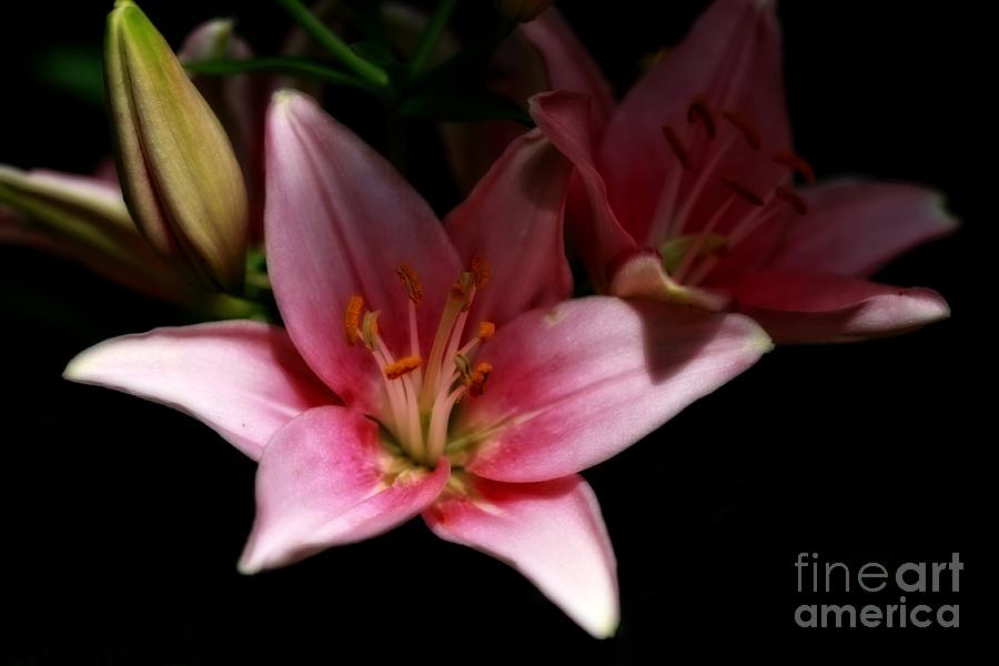 Lily Photograph - Beauty in the Shadows by Inspired Nature Photography Fine Art Photography