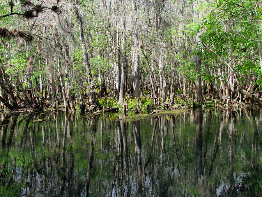 Beauty in the Swamp Photograph by Judy Wanamaker