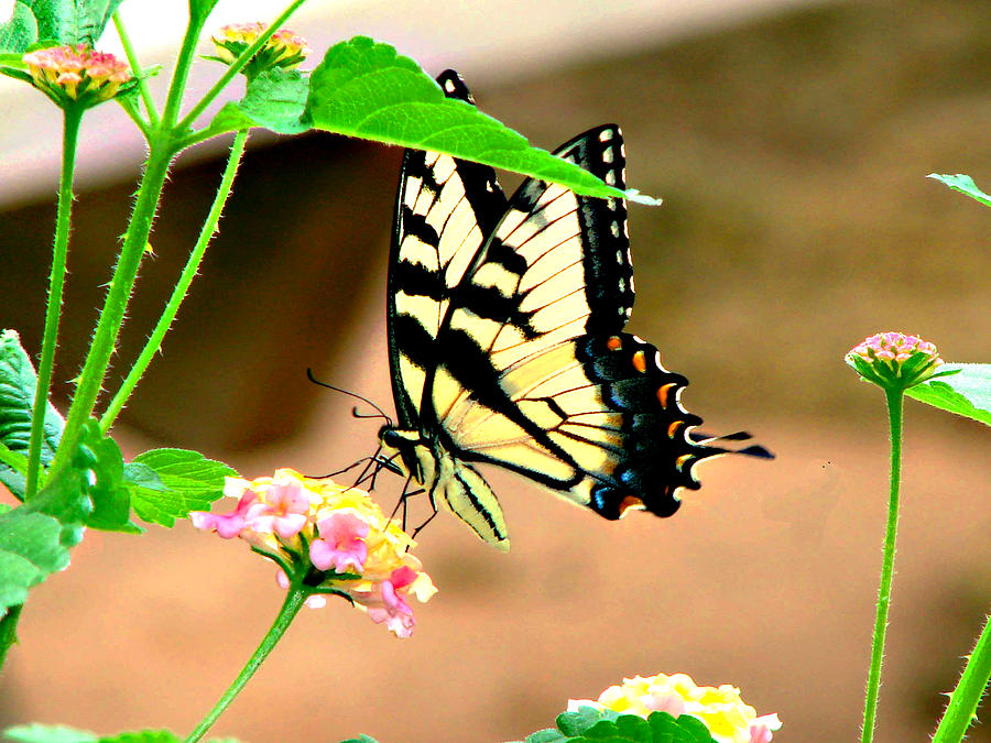 Butterfly Beauty Photograph by Linda Cox