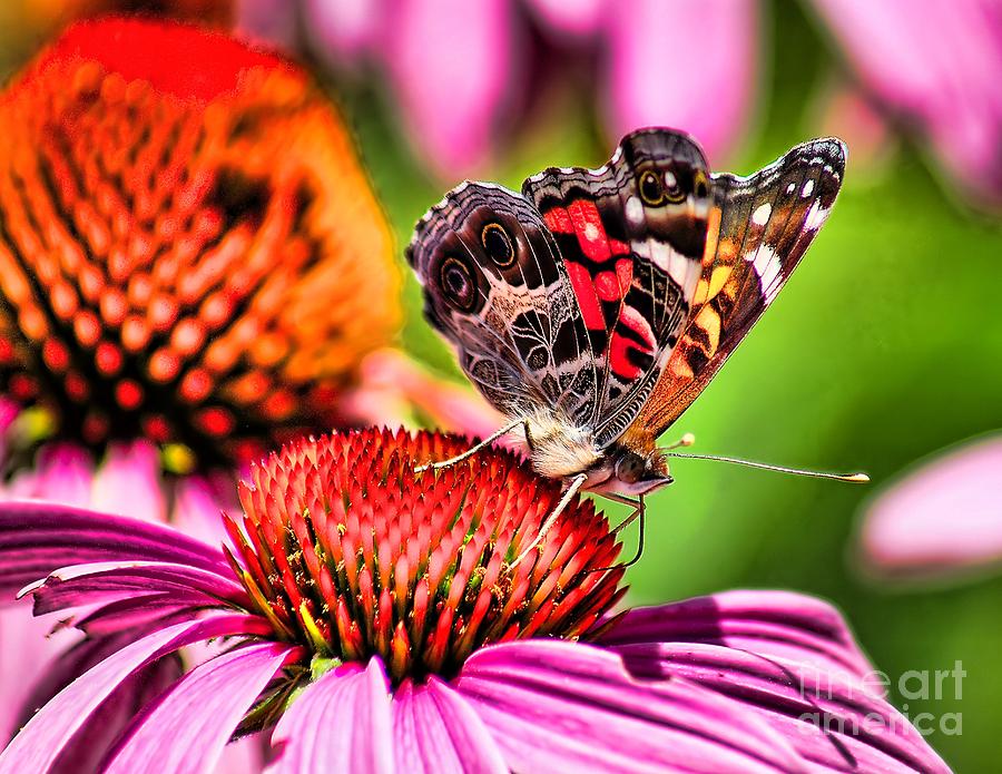 Beauty of a Butterfly Photograph by Nick Zelinsky Jr