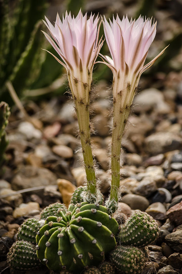 Beauty of a Cactus Photograph by Debra Martz