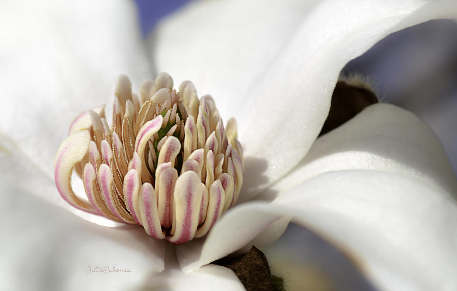 Magnolia Movie Photograph - Beauty of a Merrill Magnolia by Julie Palencia