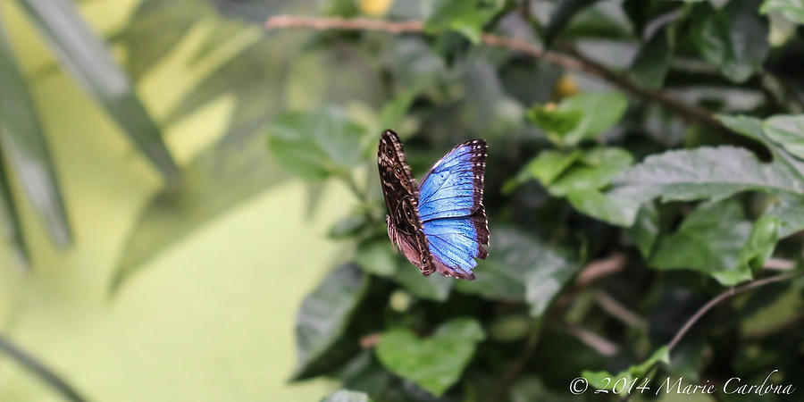 Butterfly Photograph - Beauty of a Moment by Marie  Cardona