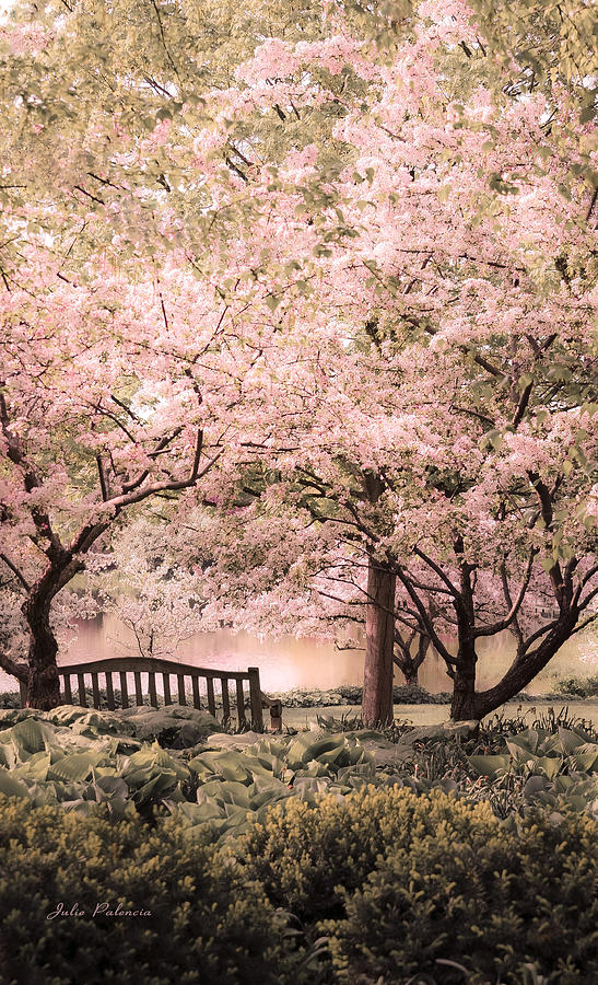 Beauty of a Spring Garden Photograph by Julie Palencia Beauty of a Spring Garden Photograph by Julie Palencia