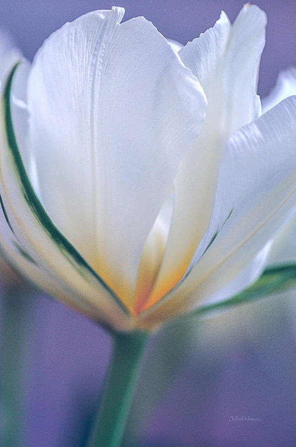 Beauty of a Spring Tulip Photograph by Julie Palencia