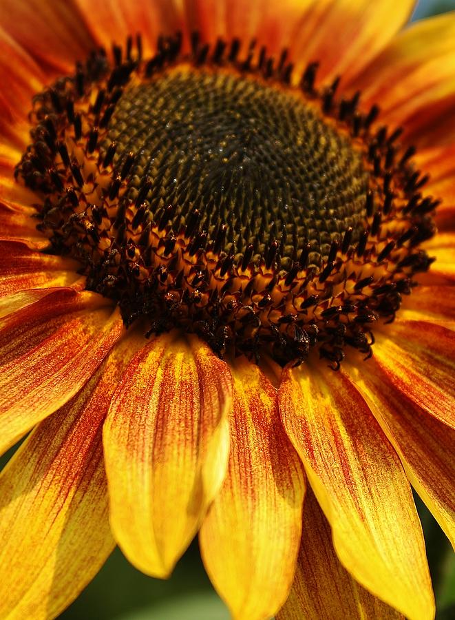 Beauty of a Sunflower Photograph by Bruce Bley