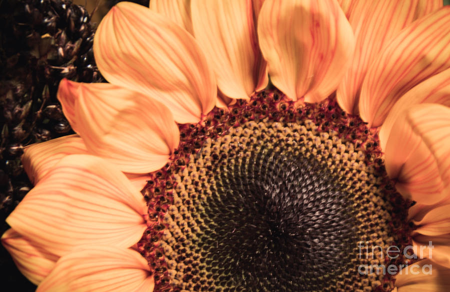 Sunflower Photograph - Beauty of A Sunflower by KJ DeWaal