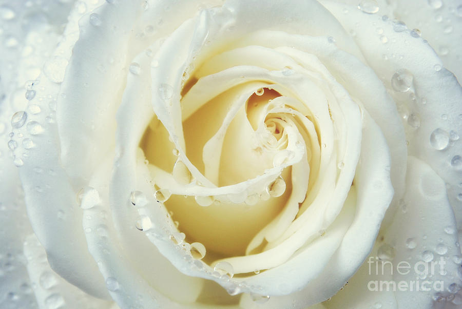 Beauty of a White Rose Photograph by Rachel Barrett