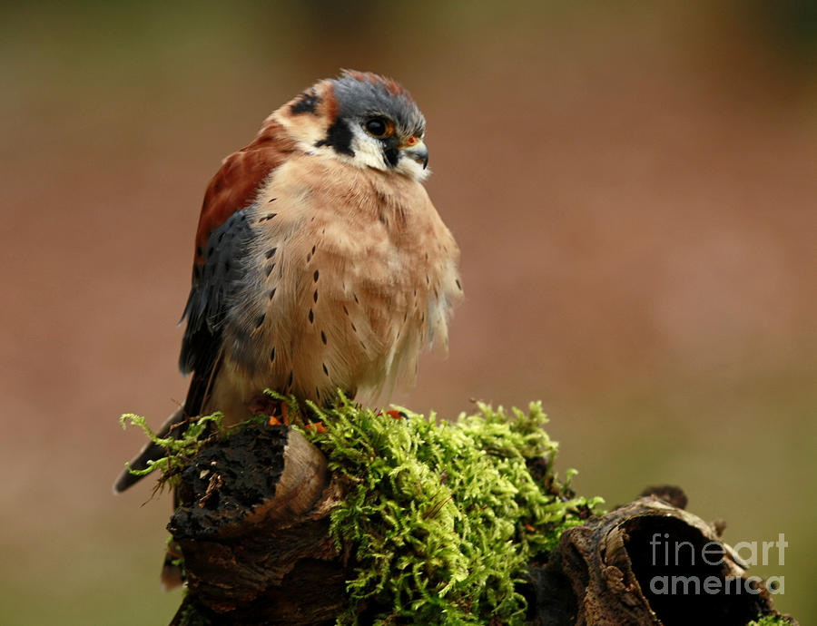 Wildlife Photograph - Beauty of Autumn American Kestrel by Inspired Nature Photography Fine Art Photography
